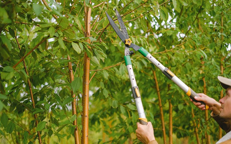 Tree trimming in Blossvale, NY